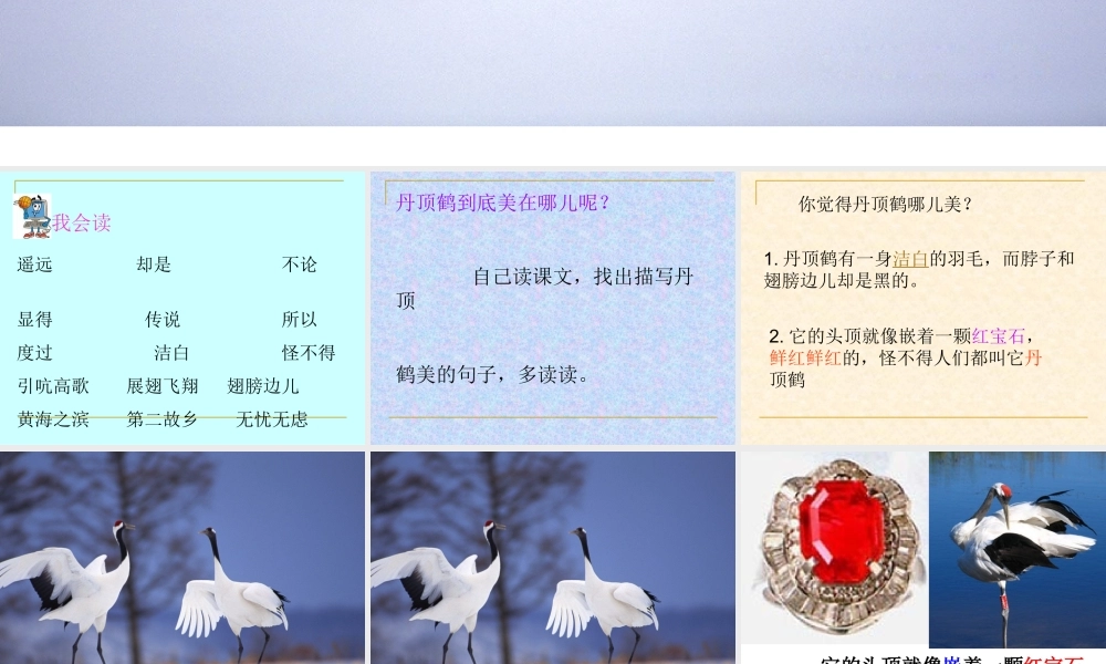 美丽的丹顶鹤_课件1(1)