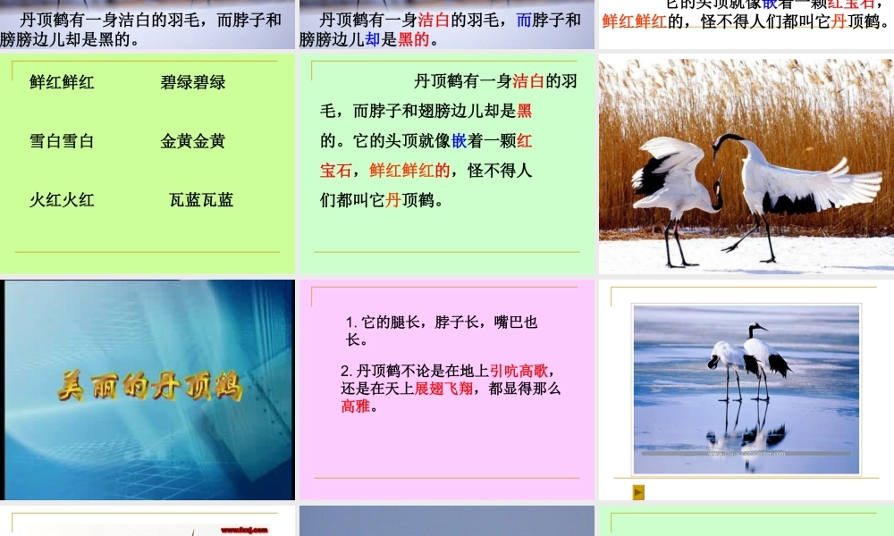 美丽的丹顶鹤_课件1(1)