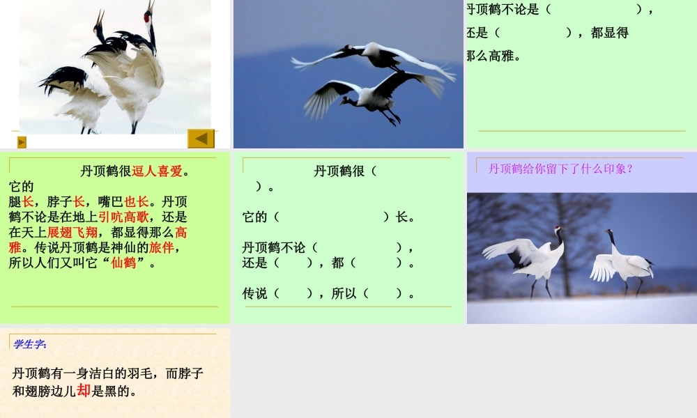 美丽的丹顶鹤_课件1(1)