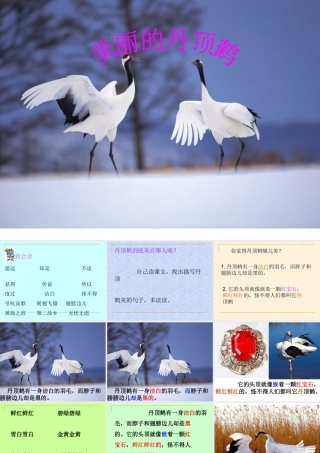 美丽的丹顶鹤_课件1(1)