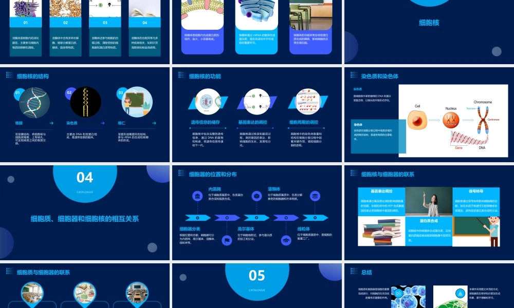 细胞质和细胞器细胞核课件