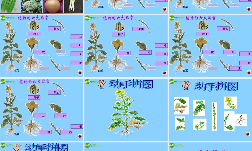 七年级生物上册 多细胞生物体的结构层次第一课时课件 济南版 课件