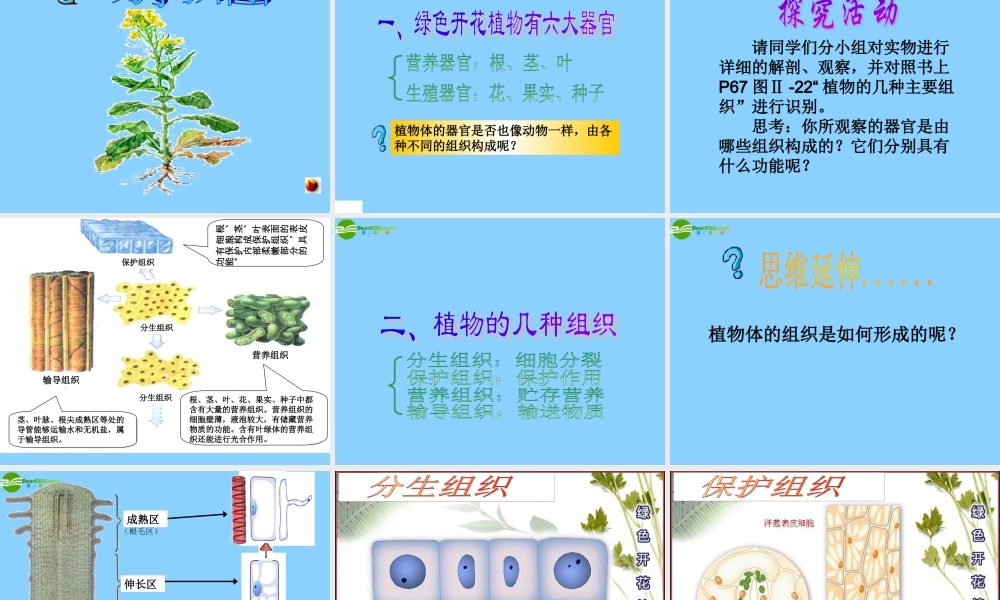 七年级生物上册 多细胞生物体的结构层次第一课时课件 济南版 课件