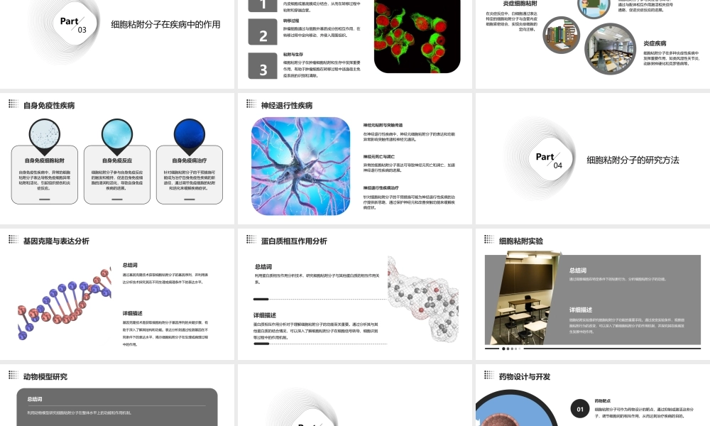 细胞粘附分子课件