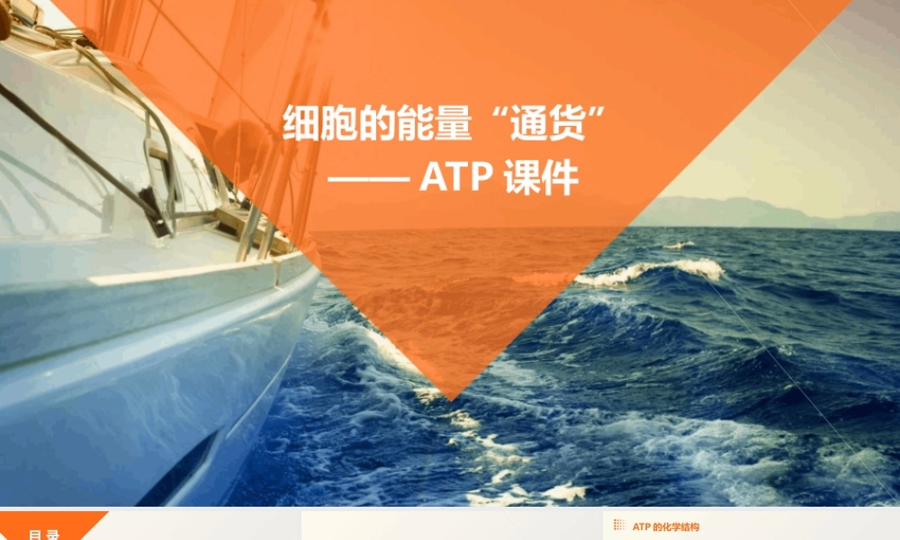 细胞的能量“通货”——ATP课件