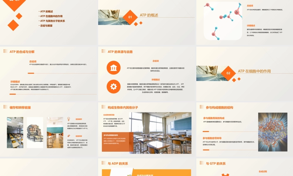细胞的能量“通货”——ATP课件