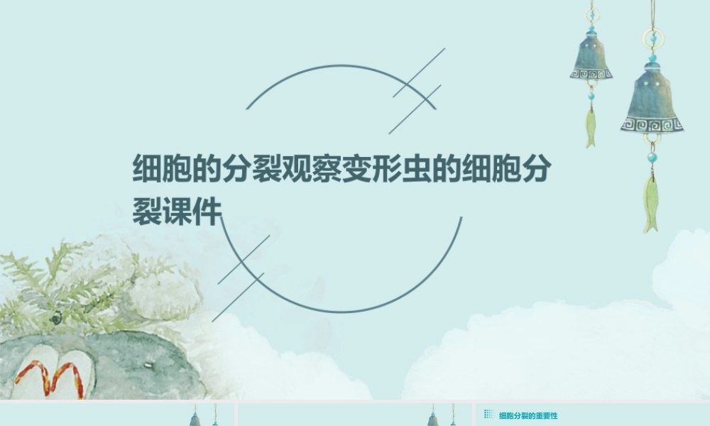 细胞的分裂观察变形虫的细胞分裂课件