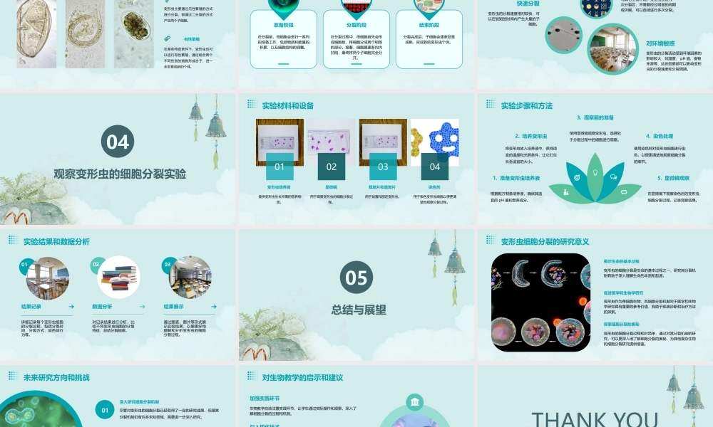 细胞的分裂观察变形虫的细胞分裂课件