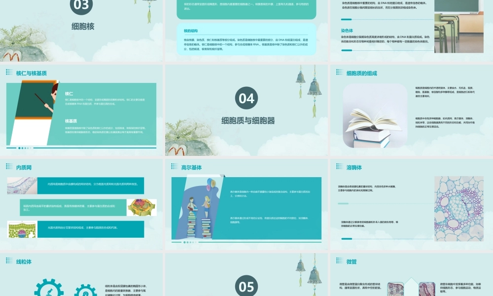 细胞形态结构课件