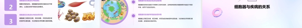 细胞器——系统内的分工合作详细课件