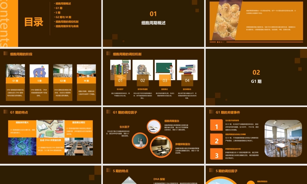 细胞周期及其调控的分子机制课件