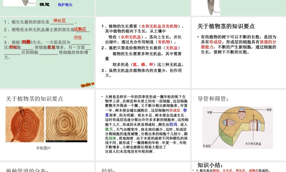 植物的根、茎