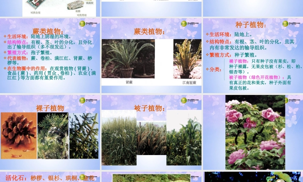 中学七年级生物上册 绿色植物的主要类群课件 鲁科版 课件