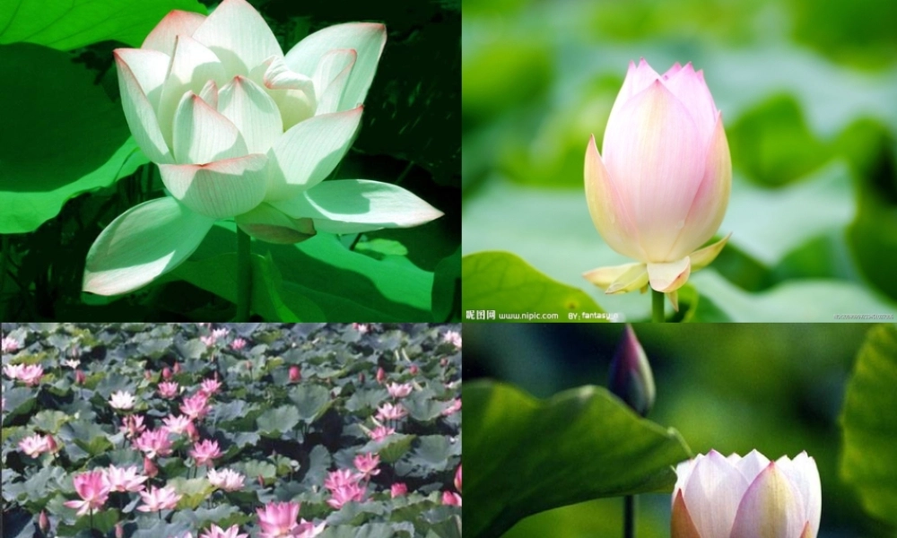 《爱莲说》课件