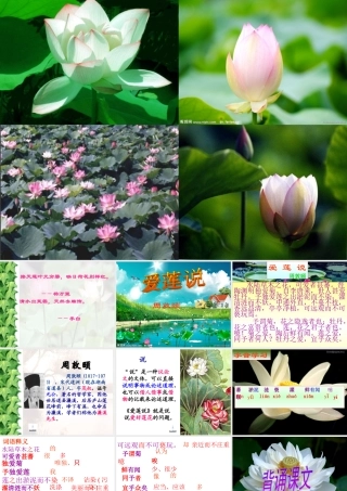 《爱莲说》课件