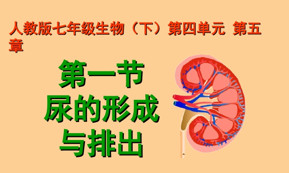 七年级生物下册 5.1尿的形成与排出课件 人教新课标版 课件