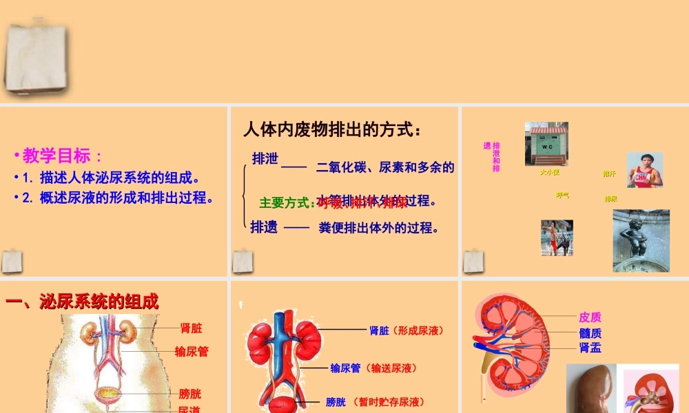 七年级生物下册 5.1尿的形成与排出课件 人教新课标版 课件