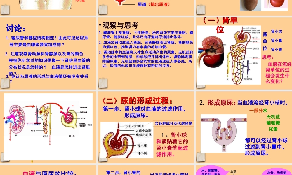 七年级生物下册 5.1尿的形成与排出课件 人教新课标版 课件