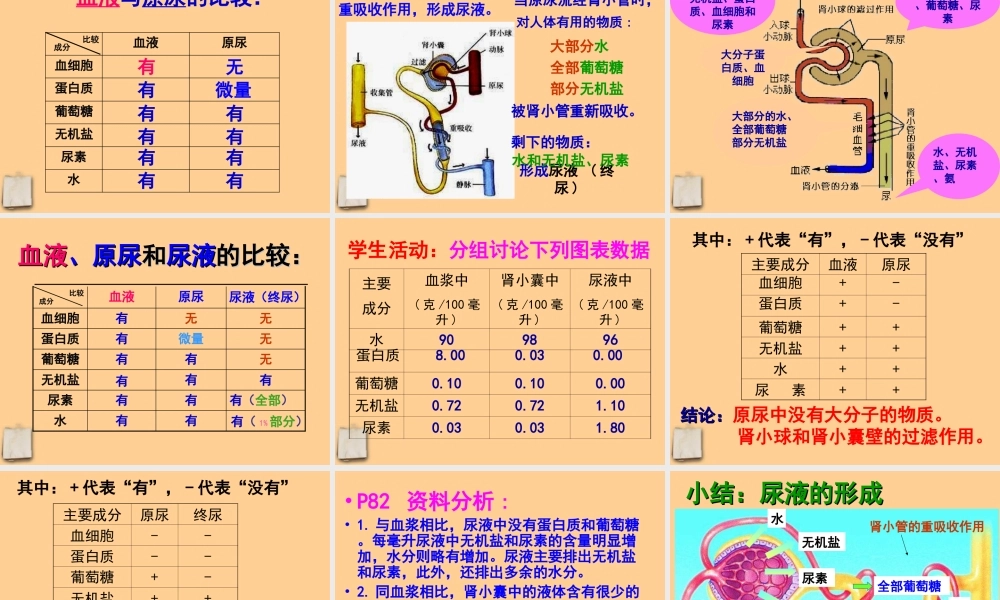 七年级生物下册 5.1尿的形成与排出课件 人教新课标版 课件