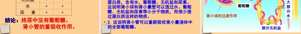 七年级生物下册 5.1尿的形成与排出课件 人教新课标版 课件