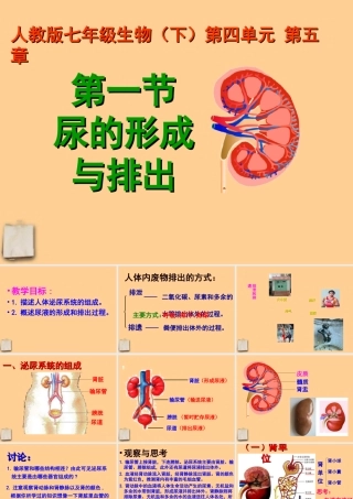 七年级生物下册 5.1尿的形成与排出课件 人教新课标版 课件
