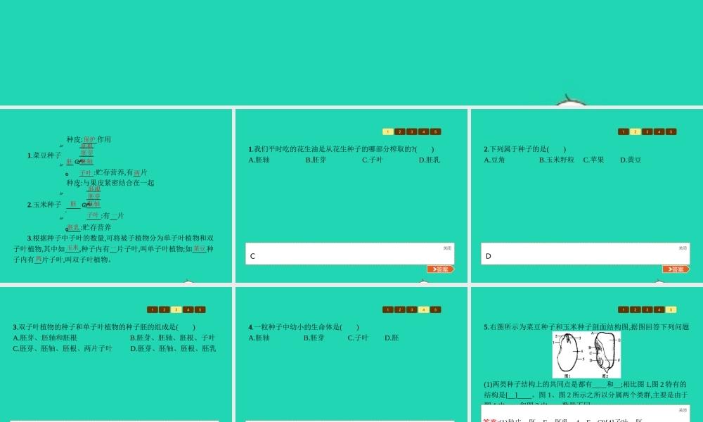 八年级生物上册 第四单元 第一章 第三节 果实与种子的形成(第2课时 种子的结构)课件 (新版)济南版 课件