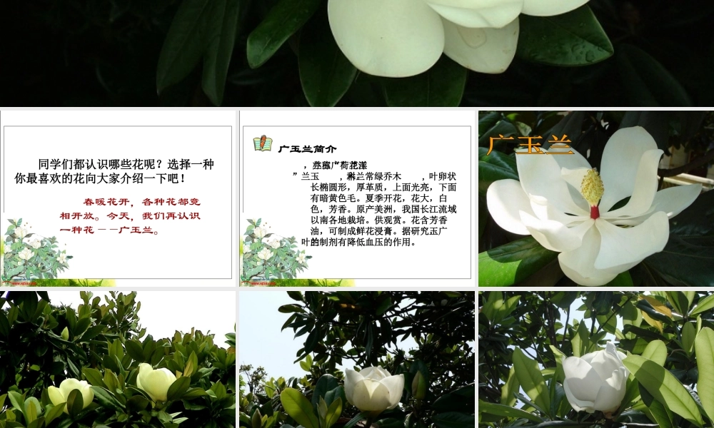 《广玉兰》PPT课件(苏教版六年级语文下册课件)