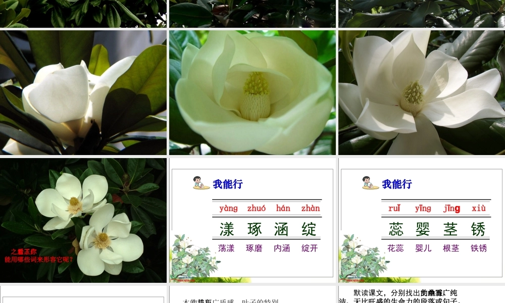 《广玉兰》PPT课件(苏教版六年级语文下册课件)