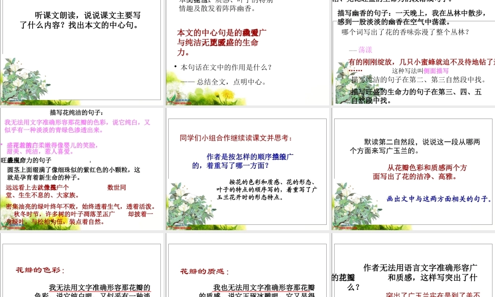 《广玉兰》PPT课件(苏教版六年级语文下册课件)