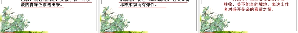 《广玉兰》PPT课件(苏教版六年级语文下册课件)