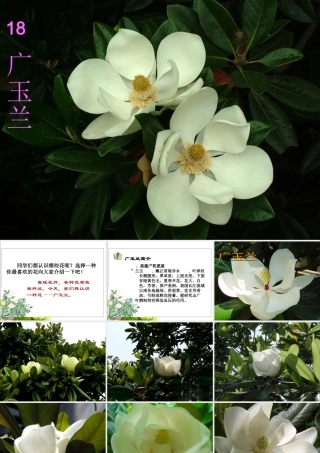 《广玉兰》PPT课件(苏教版六年级语文下册课件)