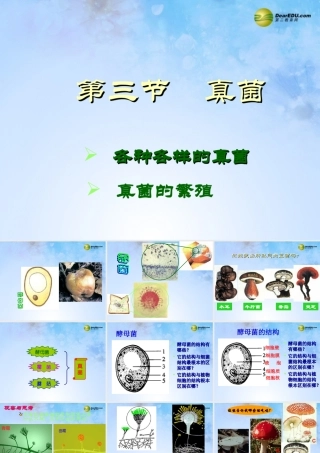 中学七年级生物上册 2.3.3 真菌课件 济南版 课件