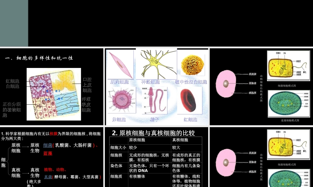 生物高中必修1第一章第二节课件3