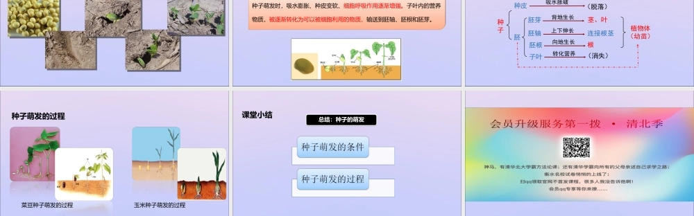 八年级生物上册 第四单元 物种的延续 第一章 绿色开花植物的一生 第四节 种子的萌发课件(新版)济南版 课件