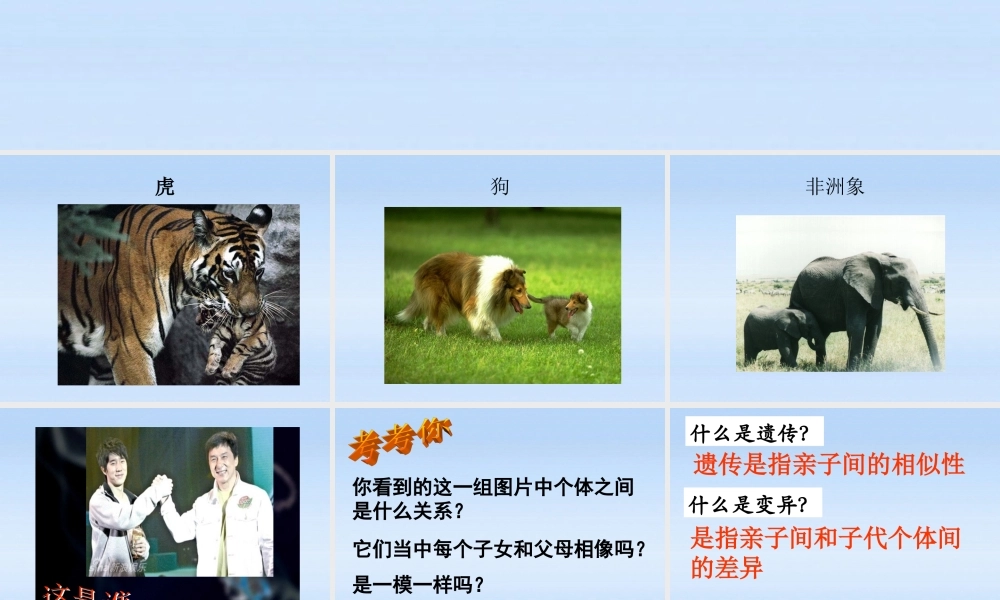 八年级生物下册 第一节基因控制性状课件 人教新课标版 课件