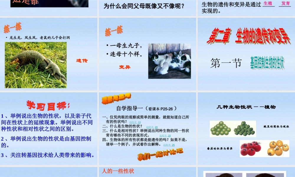 八年级生物下册 第一节基因控制性状课件 人教新课标版 课件