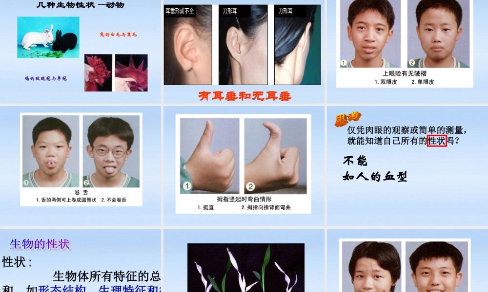 八年级生物下册 第一节基因控制性状课件 人教新课标版 课件