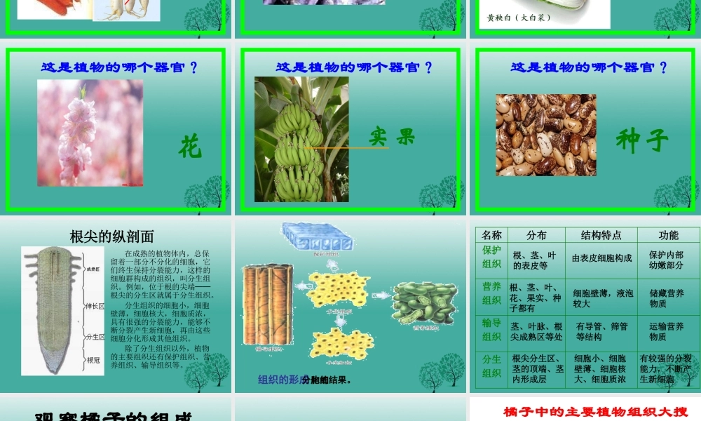 七年级生物上册 第二单元 第二章 第三节 植物体的结构层次课件2 (新版)新人教版 课件