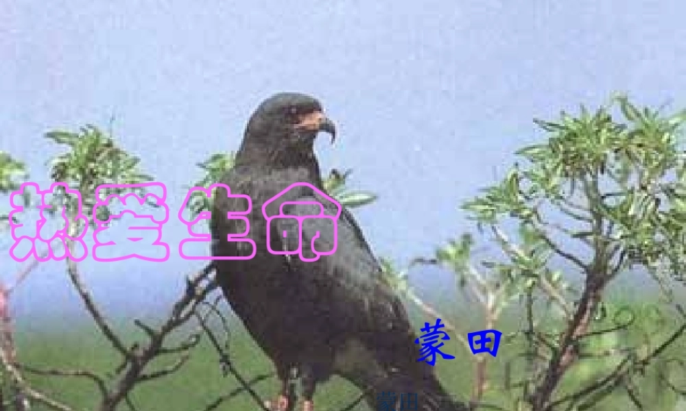 九年级语文热爱生命课件示例 鄂教版 课件