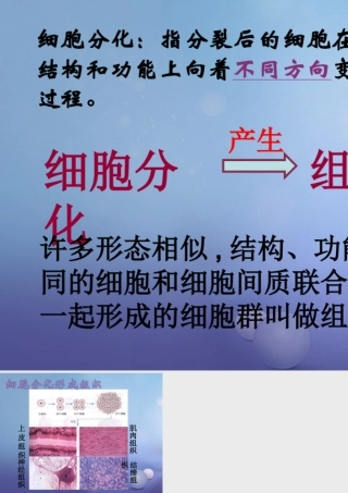七年级生物下册 4.8.2 细胞的分裂和分化 细胞分化与组织形成素材 (新版)苏科版 素材