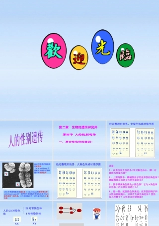 八年级生物下册 (人的性别遗传)课件 人教新课标版 课件