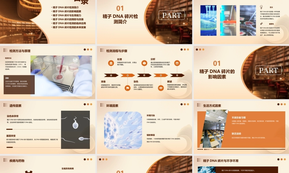 精子DNA碎片检测课件