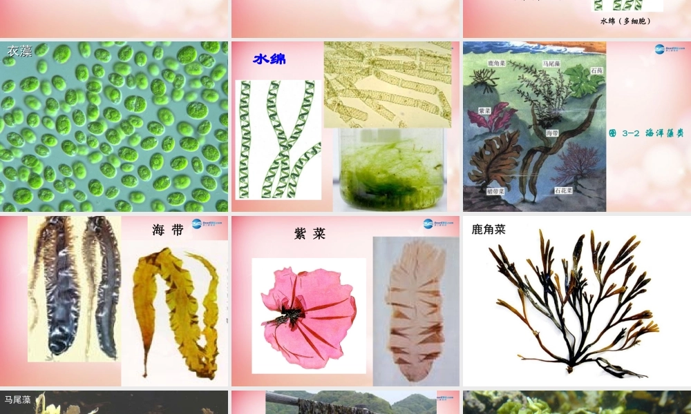 中学人教版七年级生物上册 第三单元 第一章 第一节 藻类、苔藓和蕨类植物课件 新人教版 课件