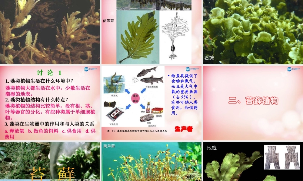 中学人教版七年级生物上册 第三单元 第一章 第一节 藻类、苔藓和蕨类植物课件 新人教版 课件