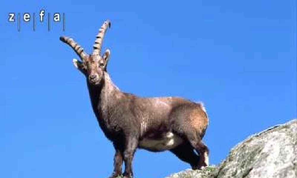 七年级语文 斑羚飞渡 ppt 课件