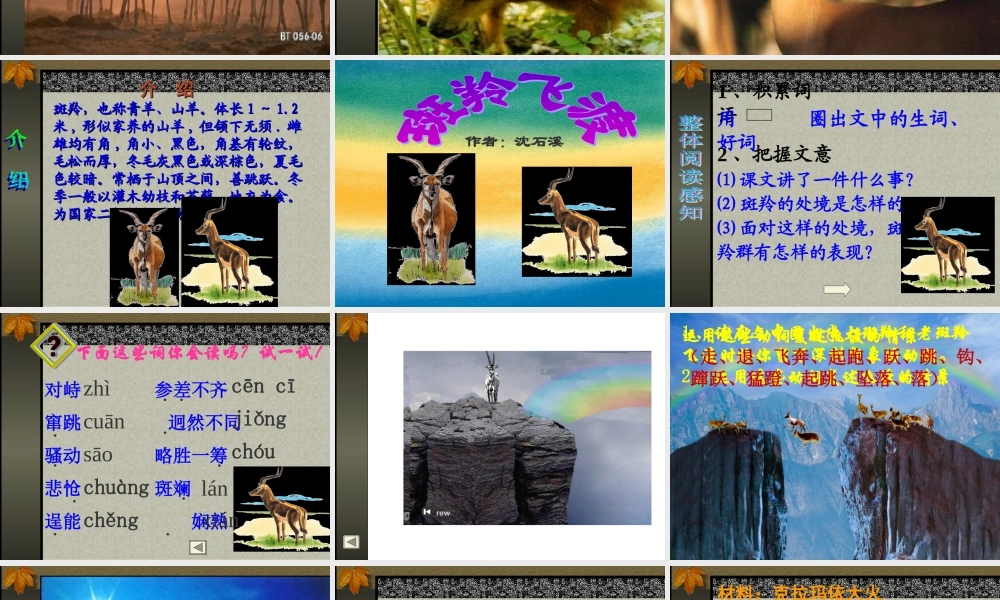 七年级语文 斑羚飞渡 ppt 课件