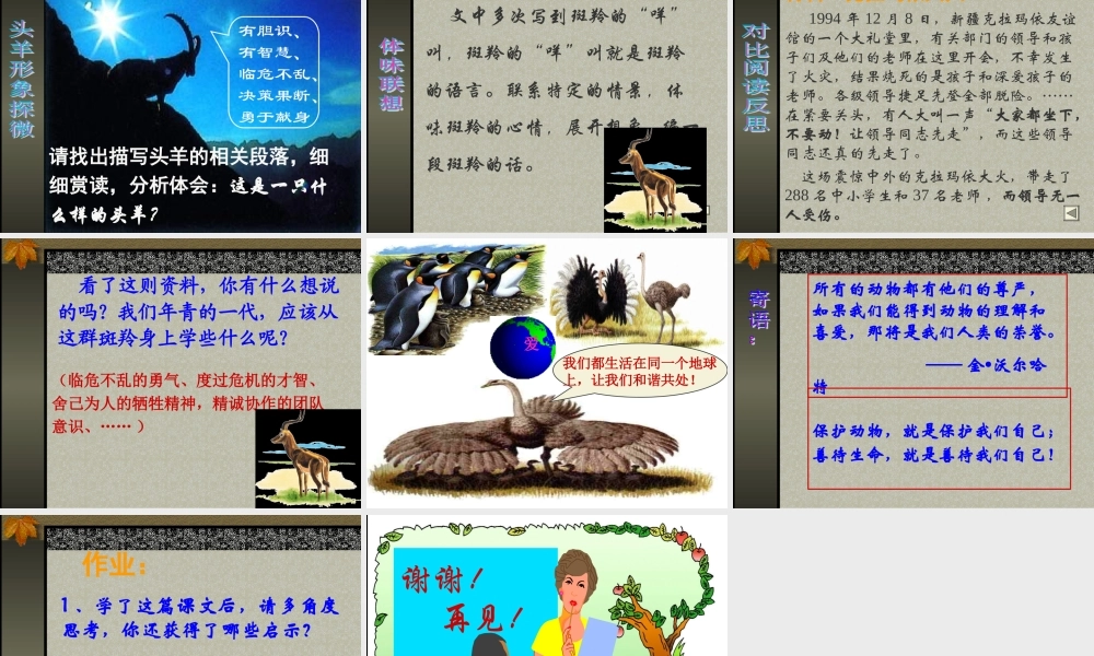 七年级语文 斑羚飞渡 ppt 课件