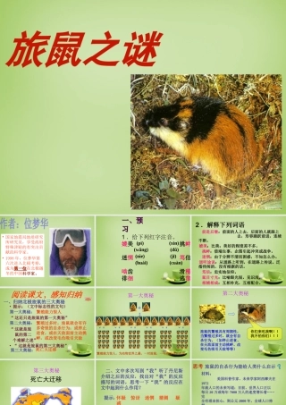 八年级语文下册 第13课(旅鼠之谜)课件 (新版)新人教版 课件