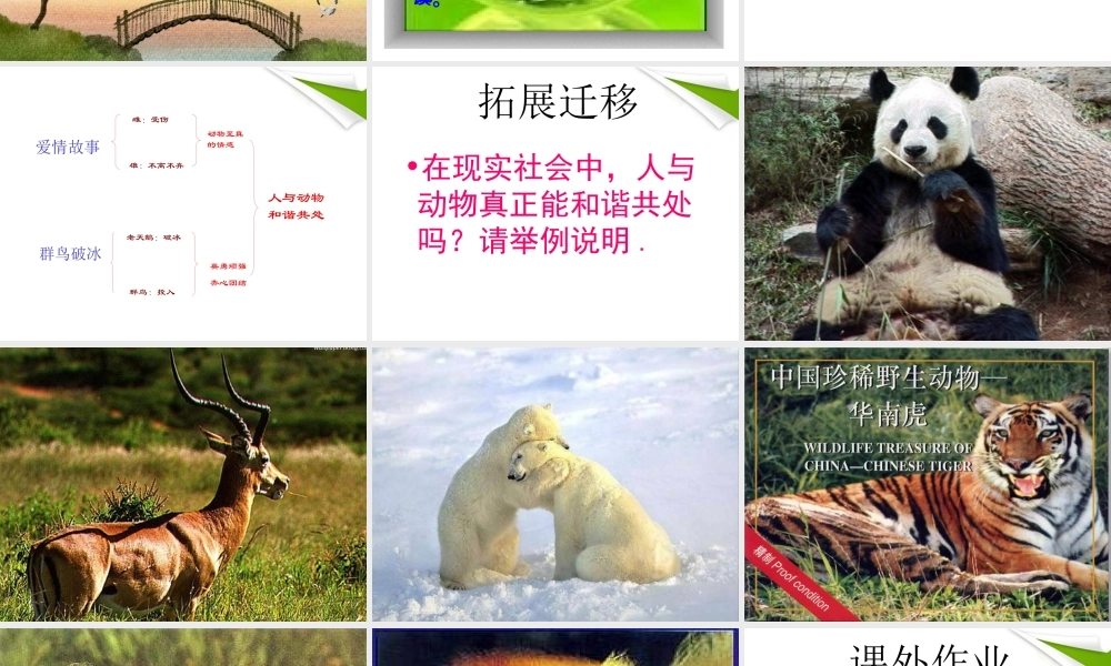 七年级语文上册(天鹅的故事)教学课件 北师大版 课件