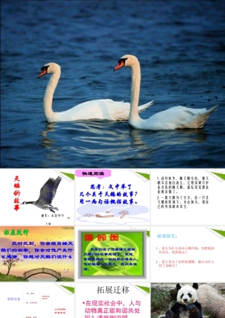 七年级语文上册(天鹅的故事)教学课件 北师大版 课件